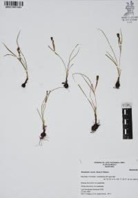Nemastylis tenuis image